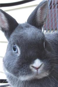 Say Hello to the Netherland Dwarf Rabbit Journal