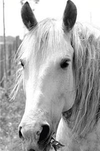 Equine Journal Horse With Grass