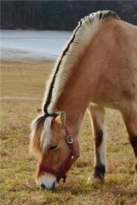 Norwegian Fjord Horse at Pasture Journal