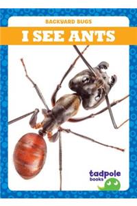 I See Ants