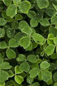 The Clover Leaf Journal (Oxalis Tuberosa)