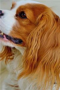 Cavalier King Charles Spaniel Dog Profile Journal