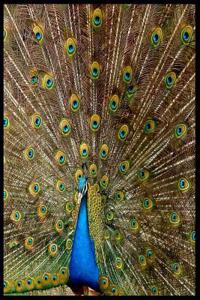 Peacock Notebook