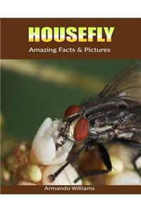 Housefly: Amazing Facts & Pictures