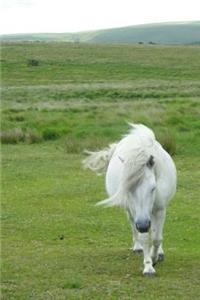 White Dartmoor Pony in a Windswept Pasture Journal