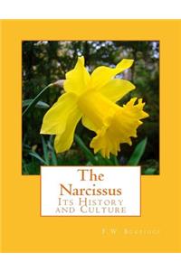 Narcissus