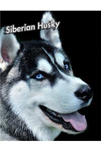 Siberian Husky: Weekly Calendar July 2019 - December 2021 30 Months 131 pages 8.5 x 11 in. Planner Diary Organizer Agenda Appointment To-Do Soft Cover