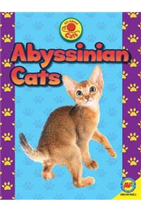 Abyssinian Cats