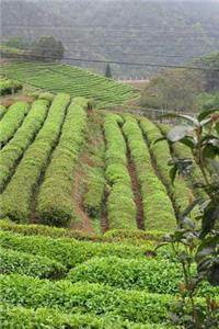 Tea Plantation Journal