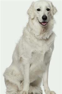Kuvasz