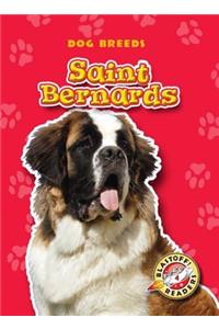 Saint Bernards