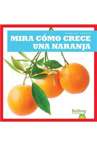 Mira Como Crece Una Naranja (Watch an Orange Grow)