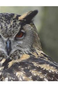 Owl Notebook Large Size 8.5 x 11 Ruled 150 Pages Softcover