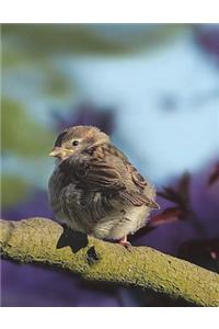 Sparrow Notebook Large Size 8.5 x 11 Ruled 150 pages Softcover