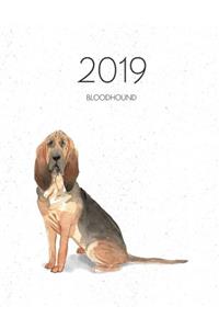 2019 Bloodhound