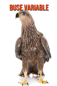 Buse Variable