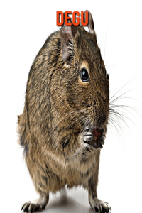 Degu