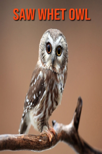 Saw Whet Owl