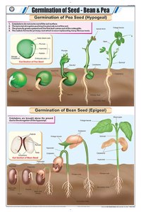Teachingnest | Germination Of Seed - Bean & Pea Chart (58X90Cm) | Botany Chart | English | Wall Hanging