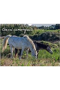 Cheval Camarguais 2017