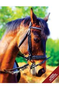 Horse Notebook Collection