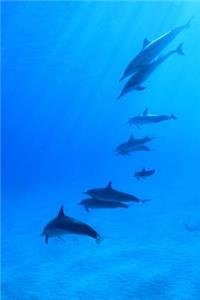 Dolphins in the Ocean Journal