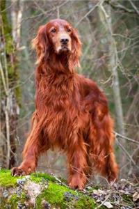 Irish Setter