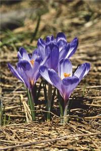 Early Spring Crocus Flowers in Blossom Journal