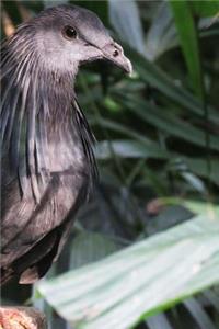 Black Kite Bird Notebook