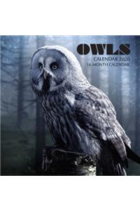 Owls Calendar 2020