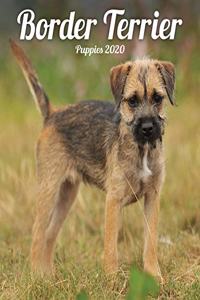 BORDER TERRIER PUPPIES M 2020