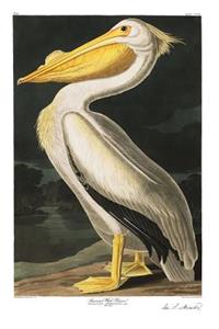 American White Pelican