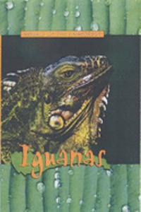 Iguanas