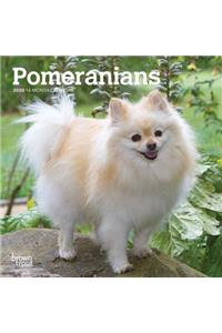 Pomeranians 2020 Mini Wall Calendar