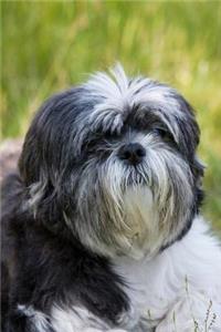 Shih Tzu Notebook