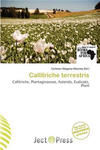 Callitriche Terrestris