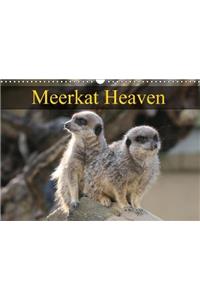 Meerkat Heaven 2018