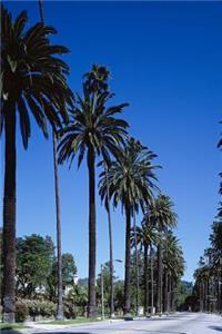 Palm Trees Lining the Avenue Journal