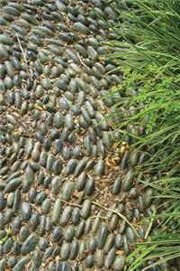 Garden Stone Journal