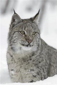 European Lynx Portrait Journal