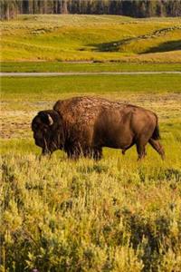 A Bison American Buffalo in Wyoming Journal