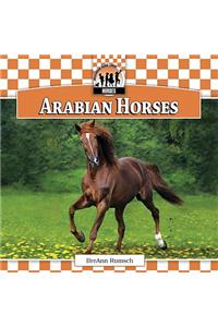 Arabian Horses