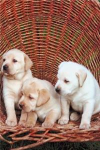 2020 Daily Planner Cute White Puppies Dog Photo 388 Pages