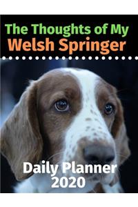 The Thoughts of My Welsh Springer