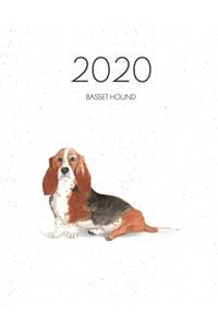 2020 Basset Hound