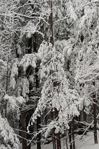 2020 Weekly Planner Winter Season Snowy Woods 134 Pages
