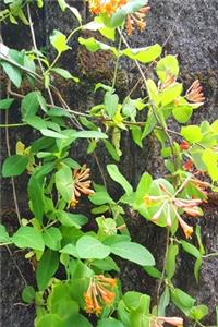 2020 Weekly Planner 134 Honeysuckle Vine Flower Buds 134 Pages