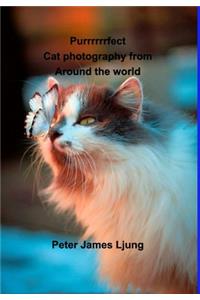 PURRRRRRFECT Cat photography