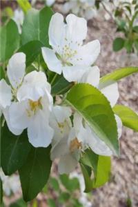 Springtime 2019 Daily Planner Open Flowering Tree Buds 384 Pages
