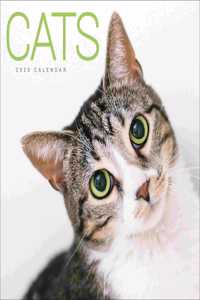 CATS WIRO W 2020